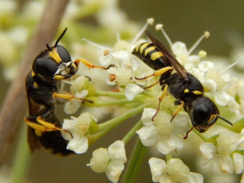 Ectemnius sp., Crabronidae